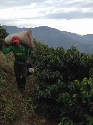 Colombia - Green Coffee